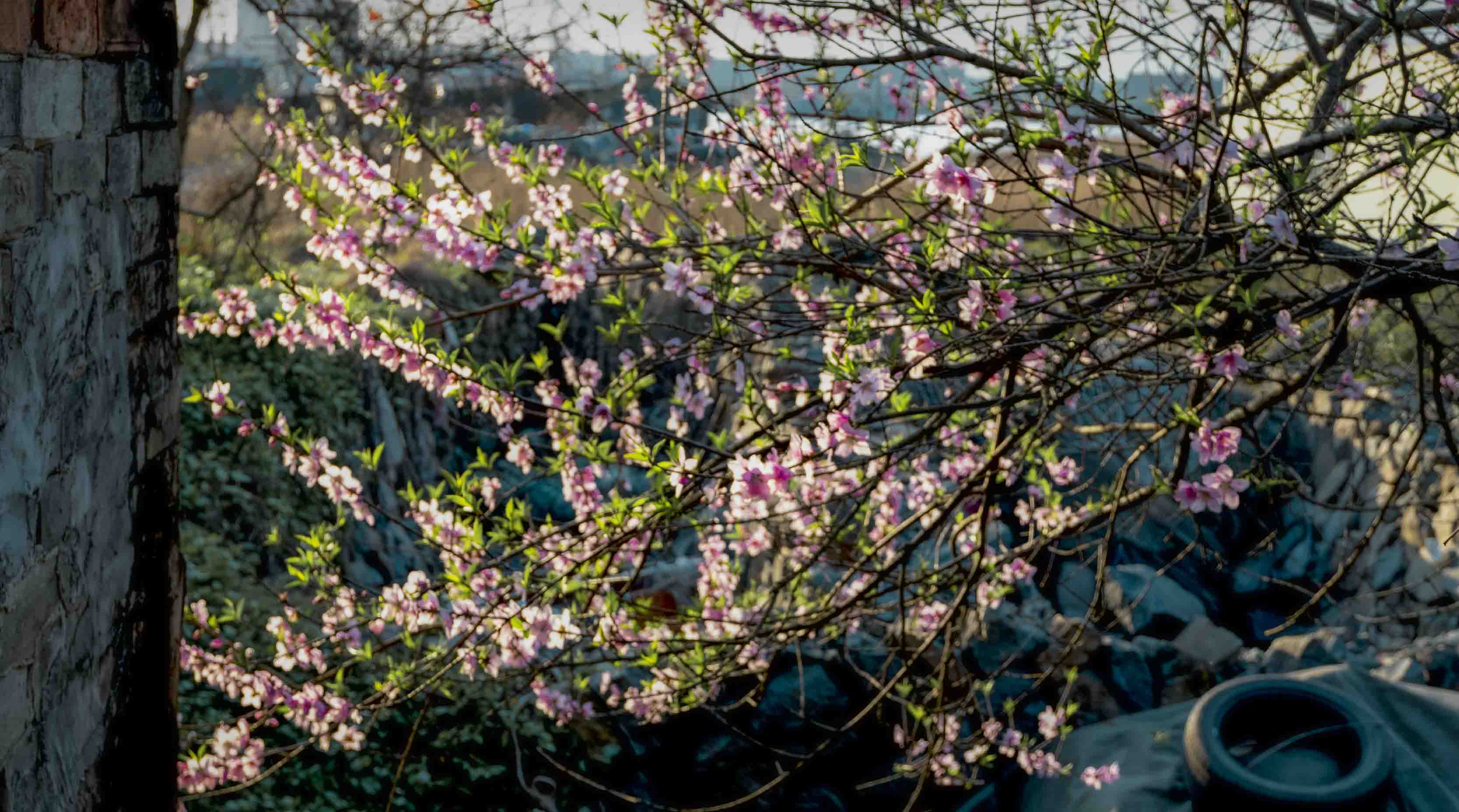 Peach Blossom 2